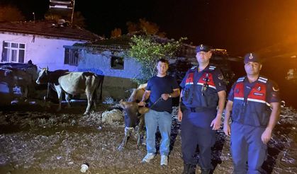 Jandarmadan Başarılı Operasyon: Kayıp Hayvanlar Bulundu