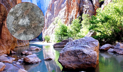 Kazankaya Kanyonu’nda Dağ Keçileriyle Görsel Şölen!