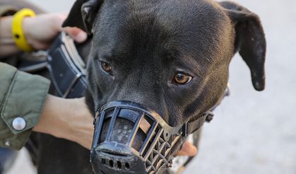 Yasaklı Irk Kararı Yine Gündemde: Pitbull Besleyen Kişiye Ağır Ceza