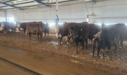 Kırsalda örnek yatırım: Yozgat’ta Uruguay’dan getirilen damızlıklarla büyüyen işletme