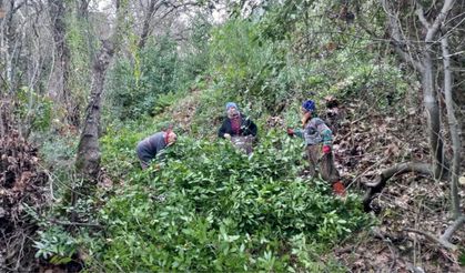 Kilosu 25 Liradan Satılan Defne Yaprağı Köy Ekonomisini Ayakta Tutuyor