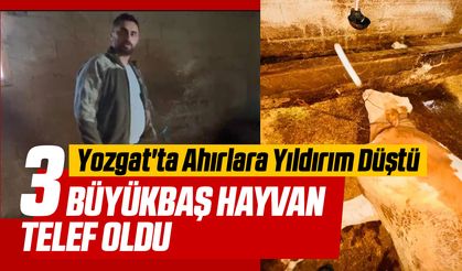 Yozgat'ta Ahırlara Yıldırım Düştü: 3 Büyükbaş Hayvan Telef Oldu