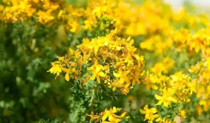 Yozgat'ta kendiliğinden yetişiyor! Cilt yaralarından uykusuzluğa kadar her şeye iyi geliyor