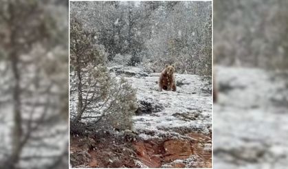 Çayıralan’da Yiyecek Arayan Bozayı Kameralara Yakalandı