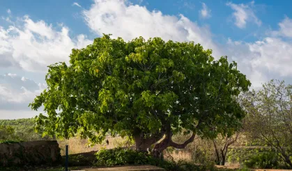 Hastane önünde incir ağacı Yozgat türküsü mü? Hastane önünde incir ağacı sözleri