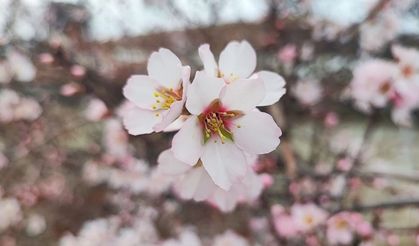 Yozgat’ta Mevsimler Karıştı: Meyve Ağaçları Erken Çiçek Açtı
