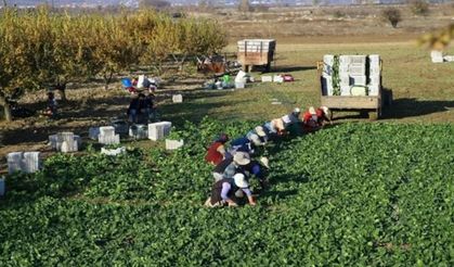 Aynı kökten 20 kez hasat veriyor! Bahçesine diken zengin oluyor