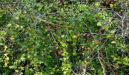 Çalılıkların arasında servet yatıyor! Bulan zengin oluyor