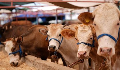 Kurban seçerken bunlara dikkat edin! İşte kurbanlık hayvan seçmenin püf noktaları