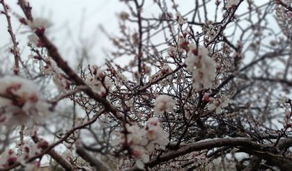 Bahar Beklenirken Kış Geri Döndü: İlkbahar Karı Ağaçları Beyaza Bürüdü