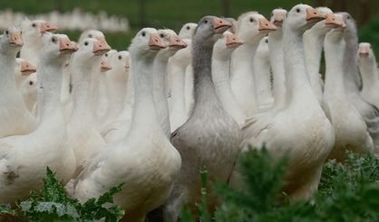 Dünya Standartlarına Uzanan Projede Yozgat ve Bandırma El Ele!