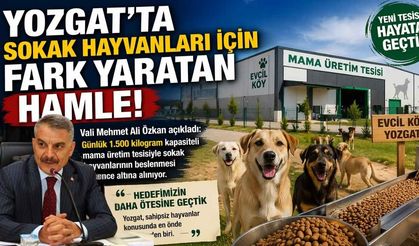 Yozgat’ta Sokak Hayvanları İçin Fark Yaratan Hamle