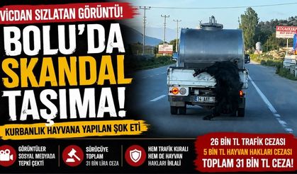 Bolu’da Skandal Taşıma! Kurbanlık Hayvana Yapılan Şok Etti