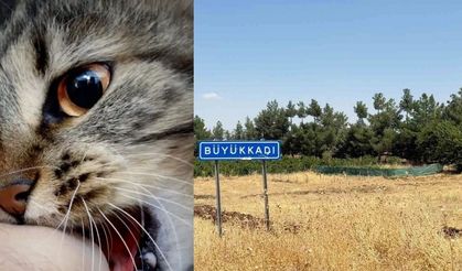 Diyarbakır Kuduz Kedi Olayı Nedir? Kediden İnsana Kuduz Geçer mi?