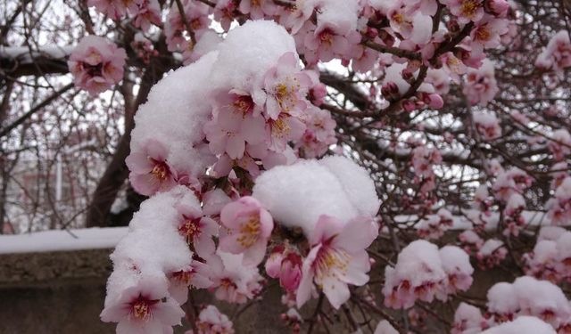 Erken çiçek açan badem ağaçları kar altında kaldı