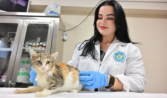 Manisa'da kısırlaştırılan kedi sayısı 3 bini geçti