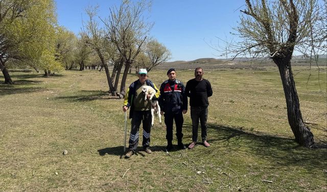 Jandarma buldu  sahibine teslim etti