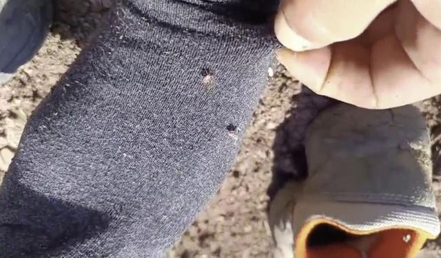 YOZGAT'TA KENE ALARMI, UZMANI UYARDI