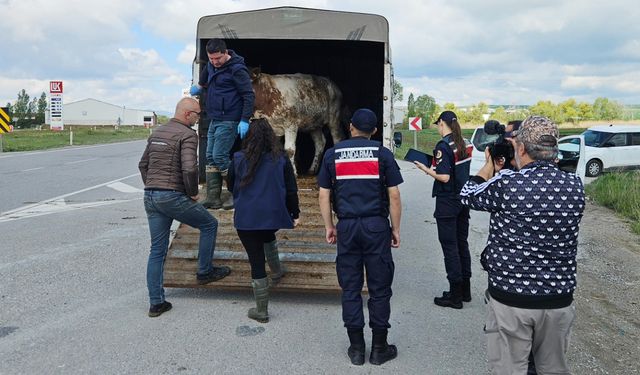 Kurbanlık  sevkiyatına sıkı denetim