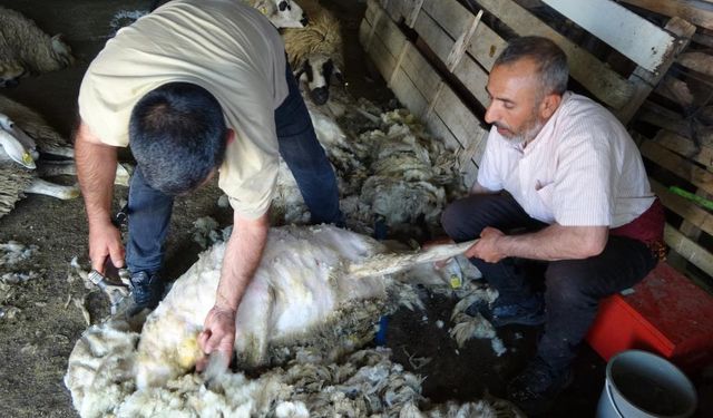 YOZGAT'TA KOYUN KIRKMA  MESAİSİ BAŞLADI
