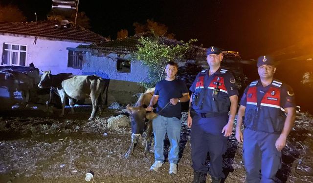 Jandarmadan Başarılı Operasyon: Kayıp Hayvanlar Bulundu