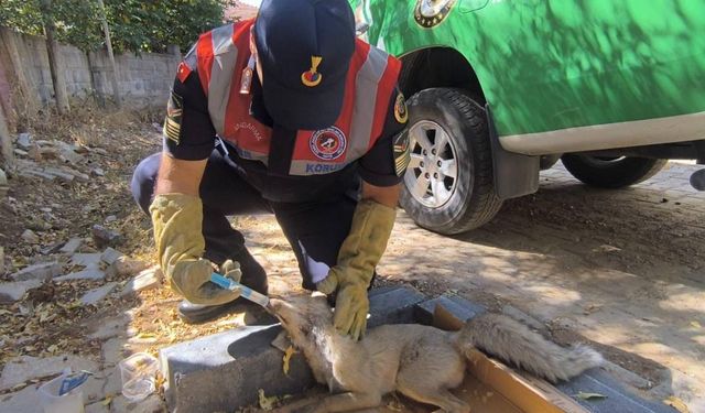 Devriye Sırasında Fark Ettiler: Ağır Yaralı Hayvan Hemen Tedaviye Alındı