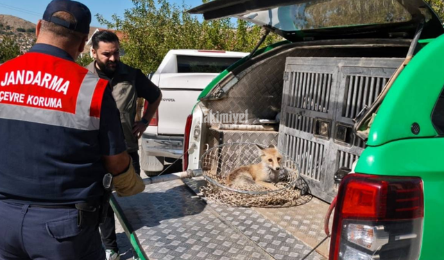 Doğada Can Pazarı: Yaralı Tilki İçin Seferberlik!