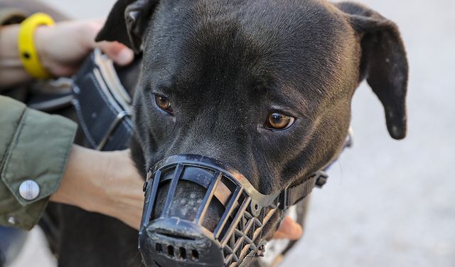 Yasaklı Irk Kararı Yine Gündemde: Pitbull Besleyen Kişiye Ağır Ceza
