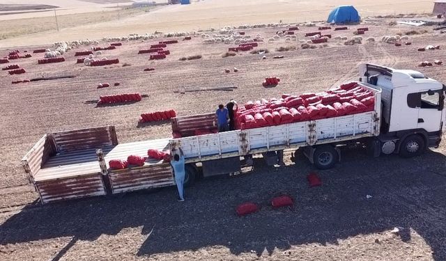 Yozgat'ta İmece Geleneği Tarlada Sürüyor: Hem İş Hem Zaman Tasarrufu