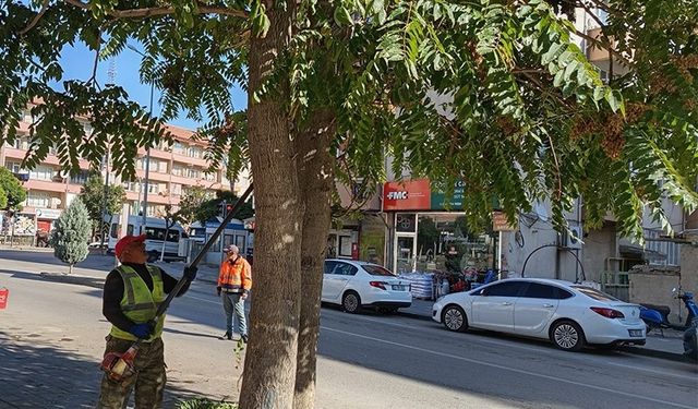 Yerköy'de Ağaçlar Budanarak Kışa Hazırlanıyor