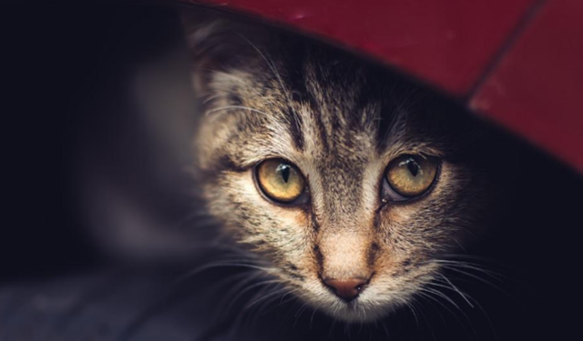 Yozgat’ta Uyarı: “Aracını Çalıştırmadan Önce Kaputa Vur”