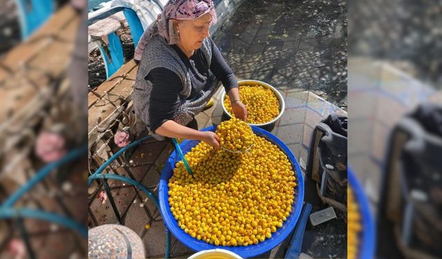 Yozgat'ta Alıçlar Sirke Oluyor