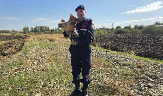 Yozgat’ta Bulunan Şahin Kurtarıldı!