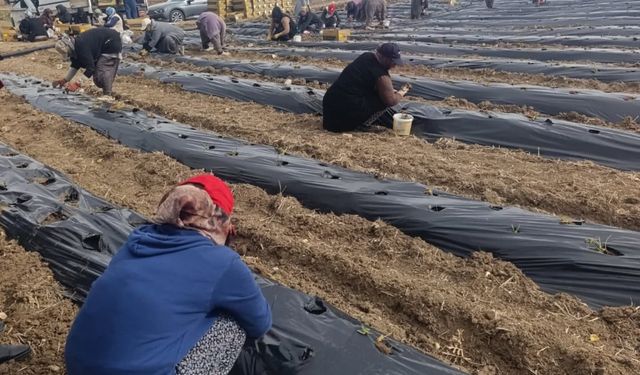 Doğankent'ten Hem İstihdam Hem Ticaret Müjdesi Geldi