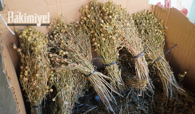 Halk Arasında Yüz Derde Deva Olarak Bilinen Bitki Şifa Dağıtıyor