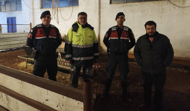 Kaybolan Küçükbaşlar Jandarmanın Çalışmasıyla Bulundu