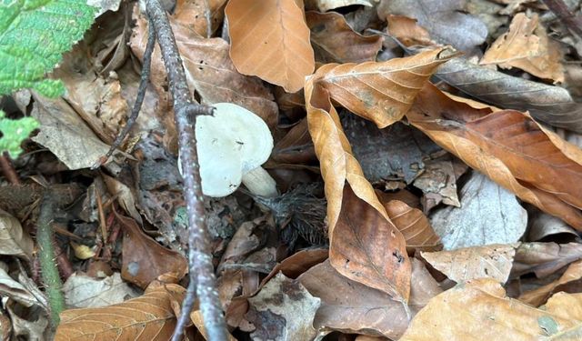 Uzmanlardan Yozgat’ta mantar uyarısı: "Hepsi risk içeriyor"