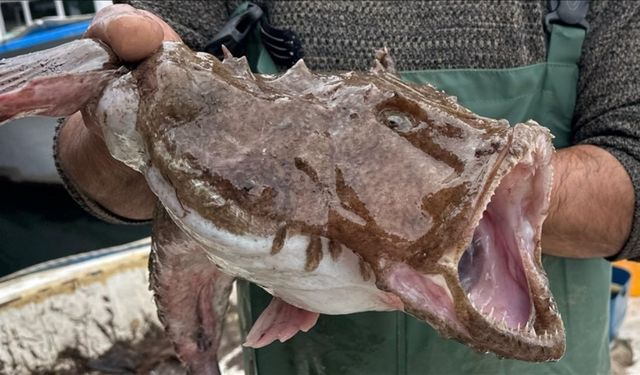 Sadece Kuyruğu Yeniyor: Faydası Saymakla Bitmiyor!