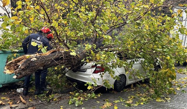 Park Halindeki Aracın Üzerine Ağaç Devrildi