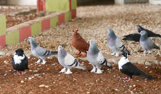 Yozgat’ta Evine Hacze Gidilen Vatandaşın Güvercinlerine El Konuldu