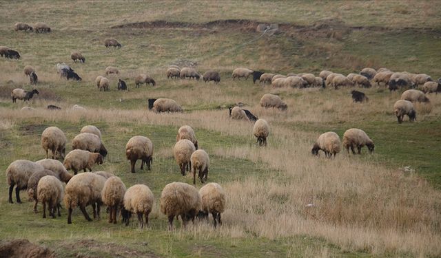 "Halk Elinde Islah Projeleri"ne 2,7 milyar lira destek: Yerli ırklarda verimlilik arttı