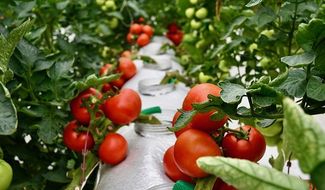 Organik tarım üretimi 1,3 milyon tonu aştı