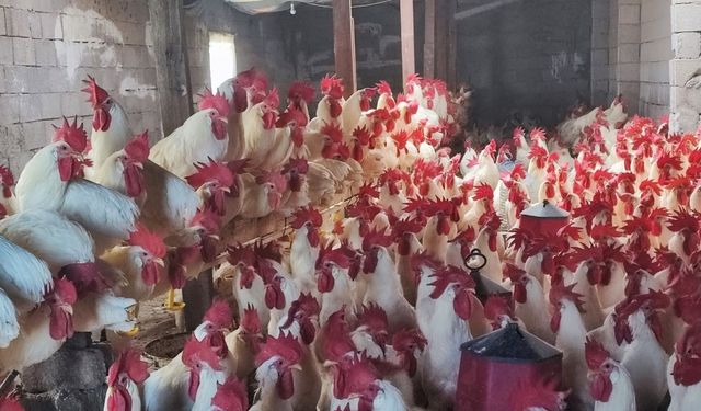 Yozgatlı öğretmen hobisiyle servet sahibi oldu!