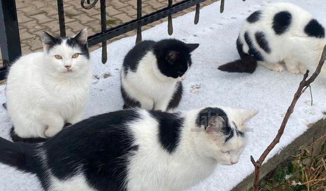 Yozgatlılar Dikkat: Vicdani ve Ahlaki Görevimiz!