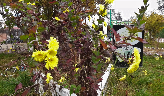 Yozgat’ta Yalancı Bahar: Aralık Sıcağında Güller Yeniden Açtı