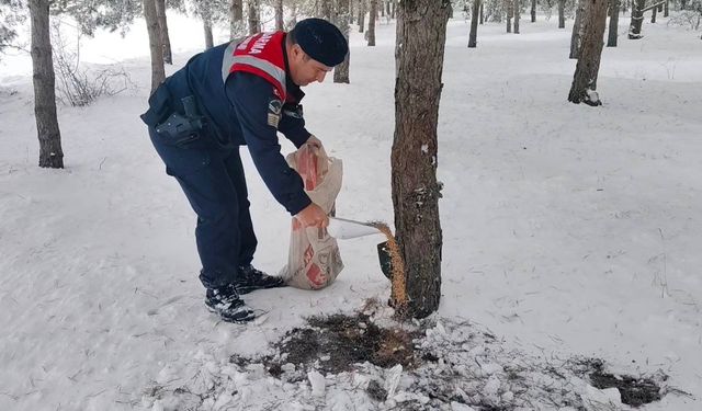 Ormanlık alanlarda dikkat çeken çalışma: Yozgat’ta yaban hayatına kış desteği