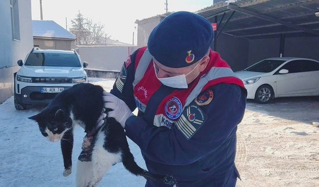 Yozgat’ta Yürek Burkan Görüntü: Yaralı Kedi Kurtarıldı