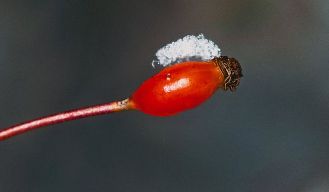 Akdağmadeni’nde Kış Sert, İnsanlar Sıcak