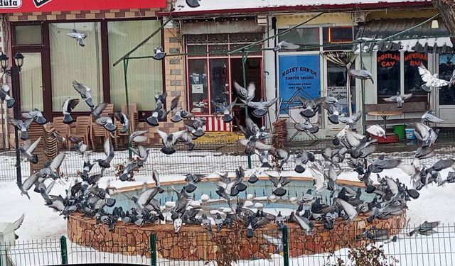 Yozgat'ta O Belediye Kuşları İhmal Etmiyor