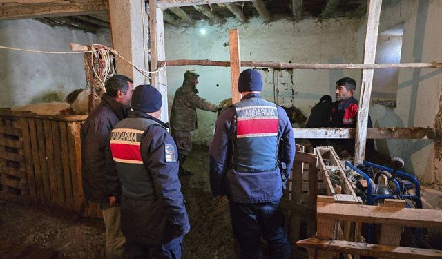 Yozgat’ta Sevindiren Haber: Kayıp Büyükbaş Hayvanlar Sahiplerine Teslim Edildi